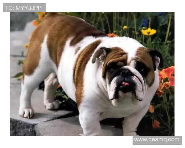 足球巨星与爱犬的深厚情谊如何展现他们的温情与生活态度 足球巨星与爱犬的深厚情谊如何展现他们的温情与生活态度